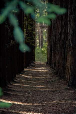 Camino entre árboles, hace referencia al crecer, el seguir caminando.